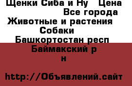 Щенки Сиба и Ну › Цена ­ 35000-85000 - Все города Животные и растения » Собаки   . Башкортостан респ.,Баймакский р-н